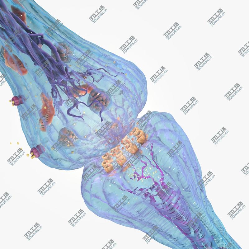 images/goods_img/2021040231/3D model Synapse/5.jpg